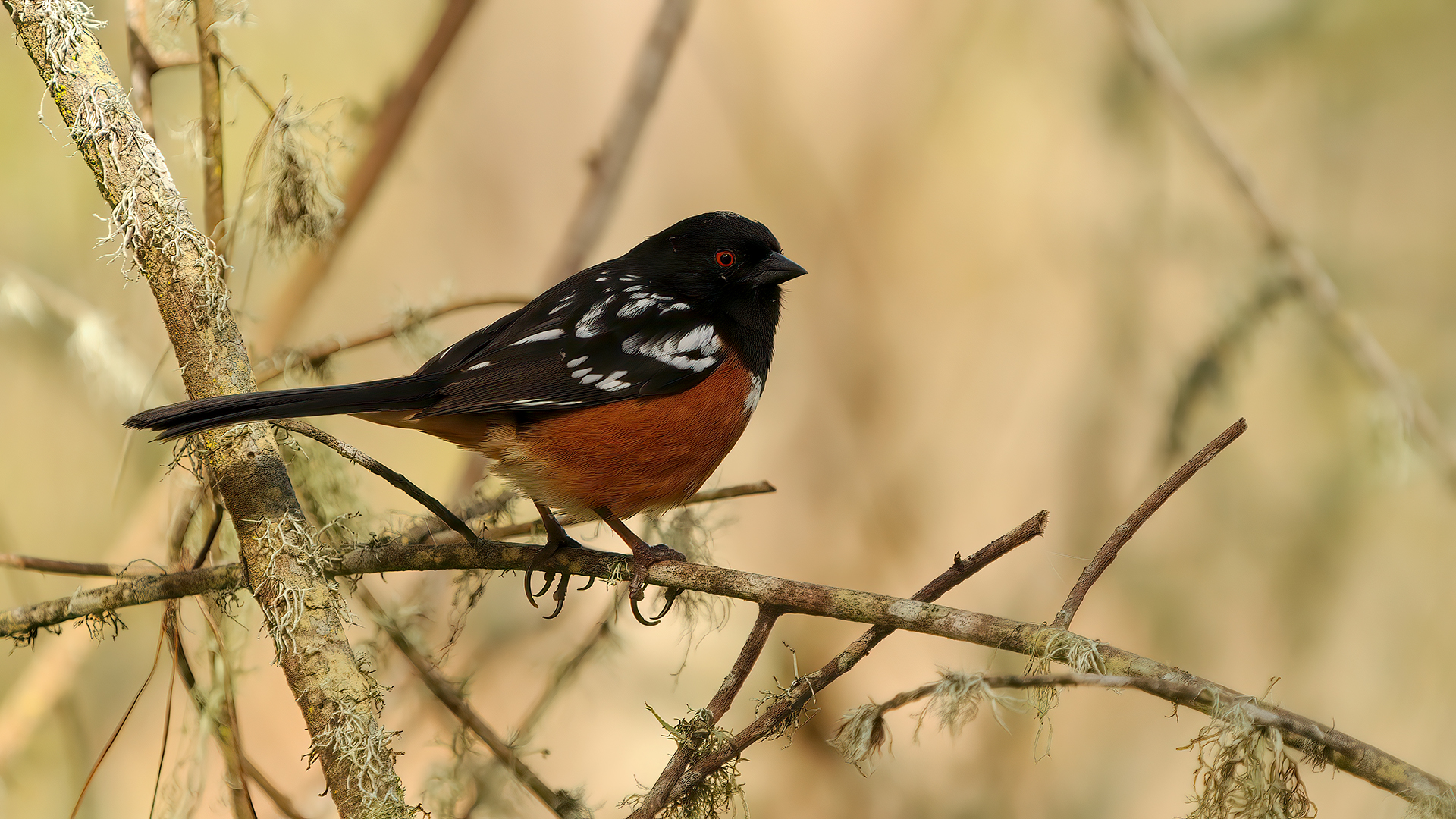 Spotted Towhee — Ana fotoğraf